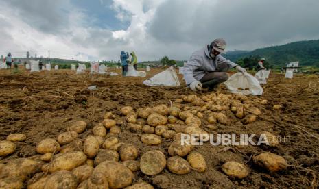 Sejumlah petani memanen kentang varietas Granola di Sumberbrantas, Bumiaji, Batu, Jawa Timur, Selasa (24/01/2023). Sejak sebulan terakhir, harga kentang naik dari Rp9 ribu per kilogram menjadi Rp13 ribu per kilogram di tingkat petani seiring meningkatnya permintaan pasar. ANTARA FOTO/Muhammad Mada/ZK/hp.