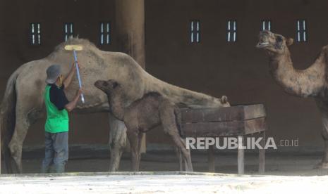 Petugas melakukan perawatan satwa koleksi Taman Satwa Taru Jurug (TSTJ) di Solo, Jawa Tengah, Sabtu (2/5/2020). Dokter hewan di TSTJ, Hammada Raudlowi menyebutan bahwa pihak pengelola TSTJ lebih intensif melakukan perawatan semua satwa dengan pemenuhan kebutuhan makanan dan tambahan multivitamin serta pembersihan kandang sselama status Kejadian Luar Biasa (KLB) Solo, untuk mematuhi anjuran pemerintah mencegah penyebaran COVID-19