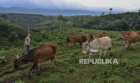 Pekerja menggiring sapi (ilustrasi). Bappenas menginisiasi kerja sama tiga pihak dalam pengembangan peternakan sapi di Sulawesi Utara.