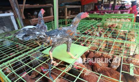 Jelang Idul Adha, Stok Pangan Tangerang Dipastikan Aman. Pedagang melayani calon pembeli ayam potong.