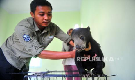 Petugas bersiap memasukkan seekor Beruang Madu (Helarctos malayanus) betina yang baru diserahkan warga ke dalam kandang sementara di Tempat Penitipan Satwa BKSDA Jambi, Jambi, Kamis (16/7/2020). BKSDA Jambi menerima seekor beruang madu betina berumur enam bulan dari salah seorang warga di daerah itu. 