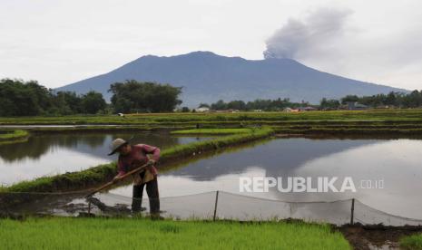 Seorang petani merawat sawahnya saat Gunung Marapi memuntahkan material vulkanik ke udara di Agam, Sumatera Barat, Indonesia, Rabu (6/12/2023). Tim penyelamat sedang mencari seorang pendaki wanita yang terjebak dalam letusan gunung berapi di akhir pekan yang menewaskan hampir dua belas pendaki dan melukai beberapa lainnya.