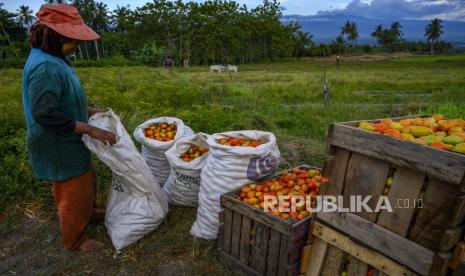 Petani mengumpulkan tomat yang baru di panen di Desa Porame, kabupaten Sigi, Sulawesi Tengah, Kamis (19/11). Pemerintah melalui Kementerian Pertanian (Kementan) terus mengajak kaum milenial untuk terjun ke sektor bisnis pertanian. Pemerintah meyakinkan, sektor pertanian akan menjadi ladang usaha yang menjanjikan dan memberi keuntungan besar jika dikelola dengan baik.