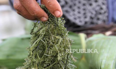 Petani rumput laut menunjukan rumput laut hasil panennya yang dijual di Pasar Laino, Muna, Sulawesi Tenggara, Ahad (21/11). Lembaga Pembiayaan Ekspor Indonesia (LPEI) atau Indonesia Eximbank mengungkapkan Indonesia menempati peringkat kedua sebagai negara eksportir rumput laut terbesar di dunia. 