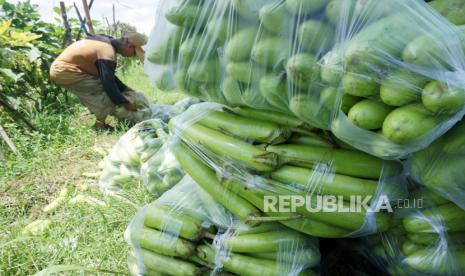 Petani memanen di lahan pertanian Tulungagung, Jawa Timur (ilustrasi). 