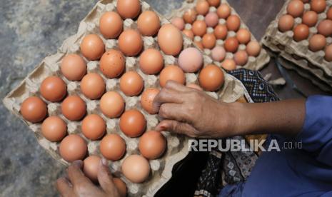 Pekerja menyortir dan membersihkan telur ayam ras di salah satu tempat penampungan telur. 