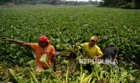 Warga bersama Masyarakat Peduli Ciliwung (Mat Peci) membersihkan tumbuhan eceng gondok dan limbah rumah tangga di Situ Pengarengan, Depok, Jawa Barat, Ahad (6/5). Kegiatan tersebut dalam rangka memperingati Hari Lingkungan Hidup 2021 dengan melakukan pemulihan Situ Pengarengan dari limbah rumah tangga dan tumbuhan eceng gondok.