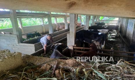 Peternak memberi pakan kepada sapi mereka di Desa Sidomulyo, Kecamatan Pagerwojo, Tulungagung, Jawa Timur, Selasa (8/6/2021). Sebanyak 26 ekor ternak sapi di daerah itu mati karena wabah antraks, dan  mulai menular ke manusia. 