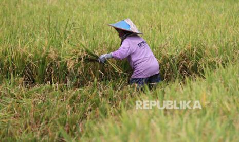 Petani memanen padi di lahannya yang terendam air hujan (ilustrasi). BPS Provinsi Lampung mencatat, penurunan NTP tertinggi terjadi di Provinsi Lampung sebesar 0,93 persen.