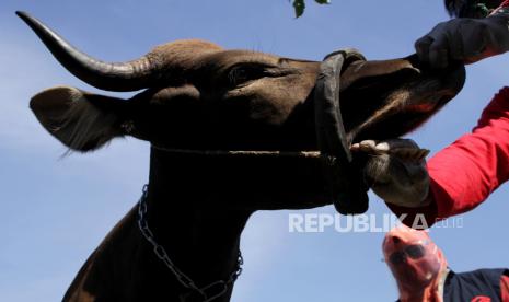 Pemkab Muba Qurbankan 30 Ekor Sapi Rayakan Idul Adha 1441 H (ilustrasi)