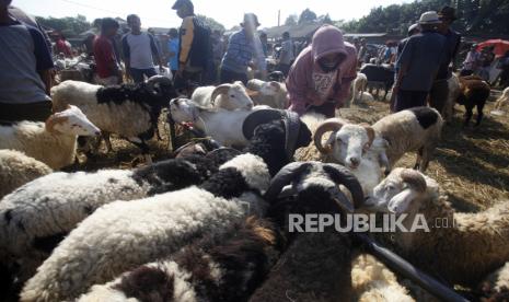 Sejumlah penjual dan pembeli bertemu di Pasar Hewan Jonggol, Kabupaten Bogor, Jawa Barat, Senin (27/7/2020). Ditjen Peternakan dan Kesehatan Hewan Kementerian Pertanian mencatat stok ketersediaan hewan kurban lokal sebanyak 2,1 juta ekor dinilai mampu memenuhi kebutuhan pelaksanaan kurban pada Hari Raya Idu Adha yang jatuh pada 31 Juli mendatang. ANTARA FOTO/Yulius Satria Wijaya/wsj.