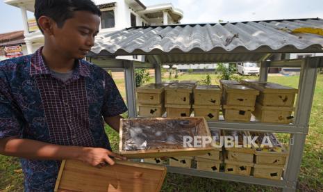 Peternak lebah madu trigona atau lebah klenceng kerdil (Trigona leaviceps) memeriksa kotak madu siap panen (ilustrasi)