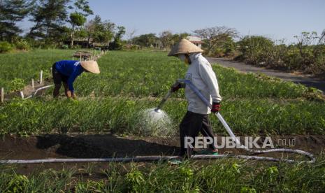 Warga menyiram tanaman bawang merah di atas lahan pasir, Srigading, Bantul, DI Yogyakarta, Senin (20/7/2020). Hasil pertanian yang ditanam di ladang berpasir tumbuh subur, membuat warga yang membuka lahan berpasir bekas penambangan menjadi ladang bertani meningkat setiap tahun. 