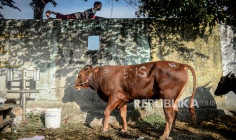 DPKH Gunung Kidul Catat Ada 482 Lokasi Penyembelihan Hewan Qurban (ilustrasi).