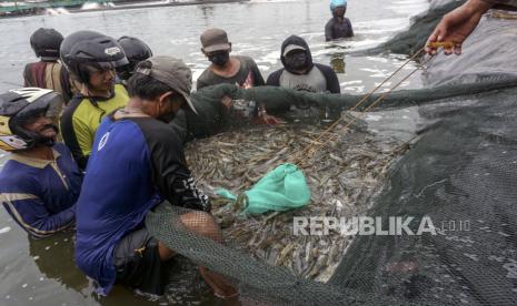 Warga menangkap udang vaname saat panen raya di salah satu tambak di Depok, Siwalan, Kabupaten Pekalongan, Jawa Tengah, Kamis (22/7/2021). Pemilik tambak udang setempat mengatakan usaha tambak udang vaname miliknya menghasilkan sebanyak 6,5 ton udang dalam jangka waktu empat bulan. 