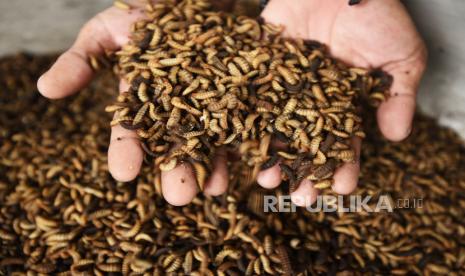 Warga di Dusun Salam, Kecamatan Patuk, Kabupaten Gunung Kidul, Daerah Istimewa Yogyakarta, membudidayakan maggot yang memiliki nilai ekonomis tinggi. (Foto: Maggot atau larva lalat hitam)