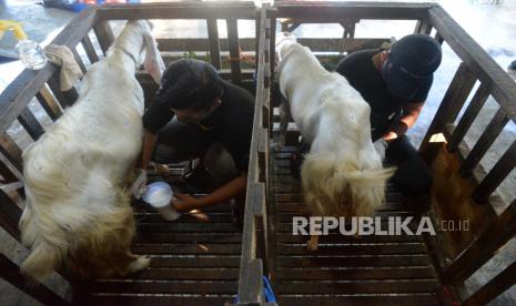 Sapi, Unta, atau Kambing yang Lebih Utama untuk Aqiqah?   Foto: hewan aqiqah