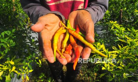 Petani menunjukkan cabai yang terserang hama di persawahan Desa Setrokalangan, Kudus, Jawa Tengah, Selasa (7/6/2022). Kementerian Perdagangan (Kemendag) mengungkapkan, pasokan harian cabai secara nasional tengah di bawah kondisi normal. 