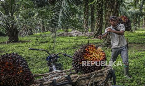 Seorang pekerja memuat buah sawit yang baru dipanen ke sepeda motornya di perkebunan.