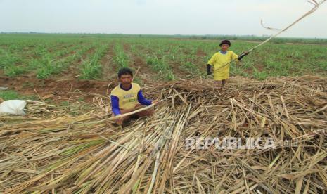 Petani menyiapkan bibit tebu desa Kerticala, Kecamatan Tukdana, Indramayu, Jawa Barat, Senin (23/11). PT Rajawali Nusantara Indonesia (Persero) terus meningkatkan Kemitraan dengan petani tebu.