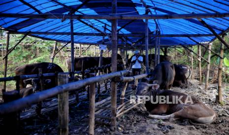 Penjual hewan kurban mengecek kesehatan hewan di lapak penjualan hewan kurban di Jalan Jendral Basuki Rachmat,   Cipinang Besar, Jakarta Timur, Kamis (9/6/2022). Menurut pedagang hewan kurban, jumlah pasokan hewan kurban menjelang Idul Adha 1443 H mengalami penurunan akibat wabah penyakit mulut dan kuku (PMK). Penurunan tersebut berimbas pada kenaikan harga sebesar 15 sampai 20 persen. Untuk harga satu ekor sapi sebelumnya kisaran Rp 14 juta, namun kini menembus harga Rp 15,8 juta. Sebagai antisipasi wabah PMK, pedagang hewan kurban mengirimkan pasokan hewan dari daerah yang tidak terkena wabah PMK seperti Bali, Kupang, dan Bima serta menunjukan bukti surat keterangan kesehatan hewan dari Dinas Pertanian dan Ketahanan Pangan Provinsi Bali. Pemerintah akan Bentuk Satgas Penyakit Mulut dan Kuku