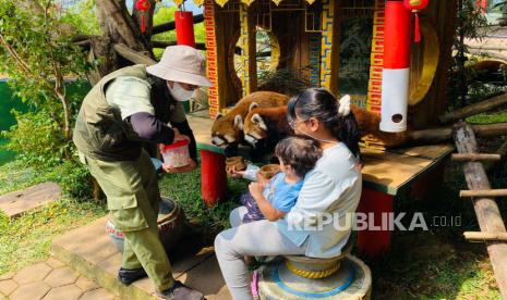 Aktivitas enam ekor panda merah (Ailurus fulgens) di Taman Safari Bogor, Sabtu (16/9/2023). Saat ini Taman Safari Bogor tengah mengobservasi musim kawin panda merah yang hanya berlangsung setahun sekali, untuk mengupayakan perkembangbiakannya.