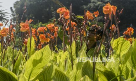 Duh, Banyak Tanaman Hias di Taman Kota Kupang Hilang. Petugas saat melakukan perawatan tanaman di taman kota. Ilustrasi