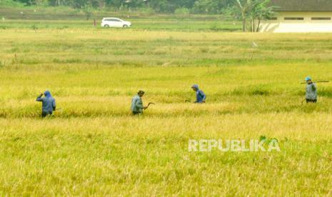 Petani panen (ilustrasi). BPS akan menyekenggarakan Sensus Pertanian 2023 mulai 1 Juni.