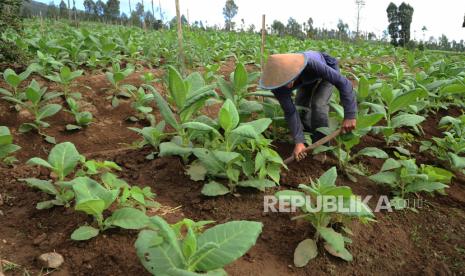 Seorang petani merawat tanaman tembakau jenis Kemloko di perladangan lereng Gunung Sindoro, Bansari, Temanggung, Jateng. Kabupaten Temanggung dalam beberapa hari terakhir digelontor pupuk ZA antara 100 hingga 150 ton per hari. Ilustrasi.