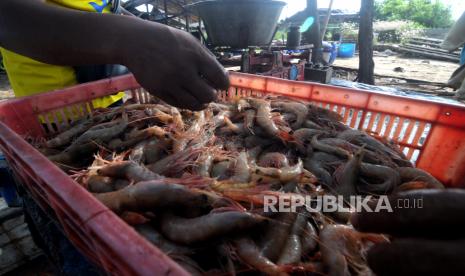 Warga memilah udang saat akan ditimbang di Pantai Jumiang, Pamekasan, Jawa Timur, Ahad (25/4/2021). Kementerian Kelautan dan Perikanan (KKP) membidik peluang pasar ekspor udang dari volume saat ini 857 ribu ton menjadi dua juta ton per tahun pada tahun 2024. 