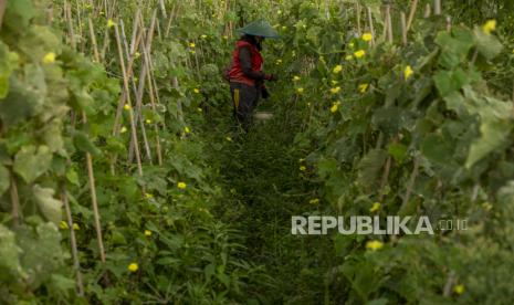 Petani memanen tanaman sayurnya (ilustrasi)