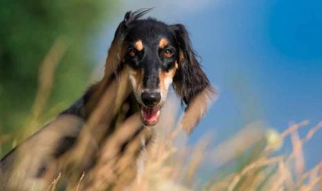 Saluki Ras Anjing Tertua di Dunia, Bagaimana dengan Kucing?