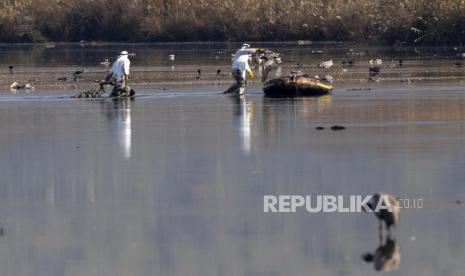 Puncak tebing pulau Rouzic yang berangin seharusnya penuh dengan gannet atau burung laut, tetapi gelombang flu burung di pantai Atlantik Prancis musim panas ini telah menurunkan jumlahnya.