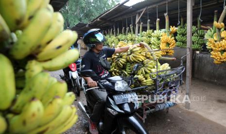 Ilustrasi komoditas pisang.