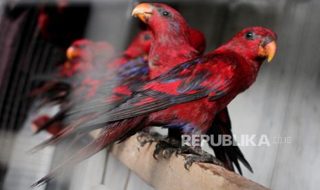 Sejumlah burung Nuri Merah Maluku (Eos Bornea) berada dalam kandang transit Balai Besar Konservasi Sumber Daya Alam (BBKSDA).