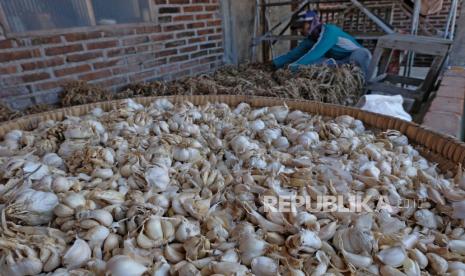 Warga menjemur bawang putih lokal varietas Lumbu Kuning di kawasan lereng gunung Sumbing desa Legoksari, Temanggung, Jawa Tengah, Rabu (1/7/2020). Sebagian besar petani memilih untuk menyimpan bawang putih hasil panen tahun ini karena harga jual di tingkat petani masih rendah, yaitu untuk kualitas A hanya dihargai Rp30.000 per kilogram turun dari harga tahun sebelumnya yang mencapai Rp50.000 per kilogram. ANTARA FOTO/Anis Efizudin/foc.