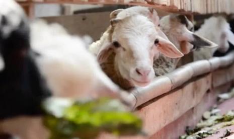 Qurban sebagai Aktualisasi Tauhid Cinta - Suara Muhammadiyah