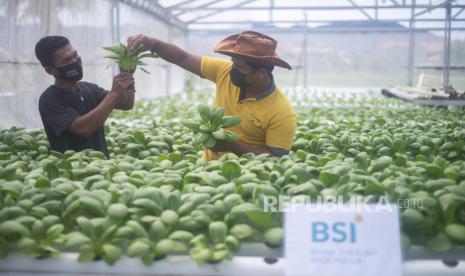 Pemilik UMKM Hidrofarm, Arief (kanan) bersama pekerja melakukan perawatan tanaman sayuran. PT Bank Syariah Indonesia Tbk (BSI) menandatangani perjanjian nota kesepahaman dengan Lembaga Pengelola Dana Bergulir Koperasi dan Usaha Mikro, Kecil dan Menengah (LPDB-KUMKM). Keduanya sepakat berkolaborasi dalam pengembangan ekosistem halal value change berbasis koperasi.