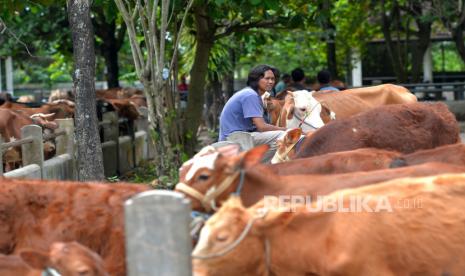 Pedagang menunggu pembeli sapi di Pasar Hewan Ambarketawang, Sleman, Yogyakarta, Sabtu (21/5/2022). 