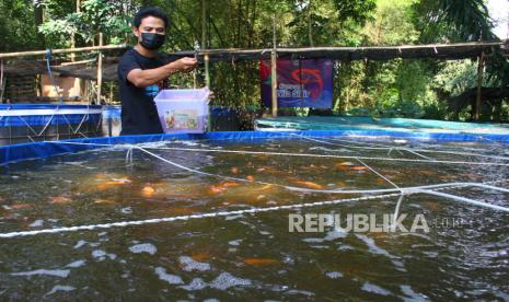 Pembudidaya ikan nila memberi makan ikan peliharaannya di kolam yang memakai sistem pengembangan mikroorganisme dalam air atau bioflok di lahan Kelompok Pembudidaya Ikan (Pokdakan) Slilir, Bakalankrajan, Malang, Jawa Timur. Wirausaha produktif milenial diharapkan mampu ciptakan lapangan kerja baru