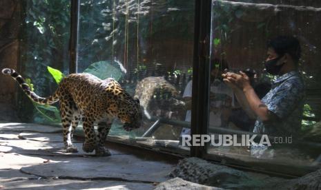 Wisatawan memotret macan tutul saat berkunjung di Jatim Park 2 yang kembali dibuka setelah tiga bulan tutup akibat pandemi COVID-19 di Batu, Jawa Timur, Sabtu (27/6/2020). Selain memberlakukan protokol kesehatan yang ketat bagi karyawan dan pengunjung, pihak pengelola tempat wisata tersebut juga menerapkan pemesanan tiket daring guna membatasi jumlah pengunjung dari enam ribu orang menjadi tiga ribu orang per hari.