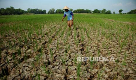 Lahan pertanian terancam gagal panen akibat kekeringan dan kesulitan air irigasi tiga bulan terakhir. 