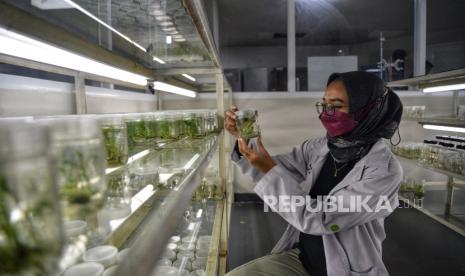 Petugas lab mengecek pertumbuhan tanaman hasil teknik kultur jaringan di laboratorium Unit Pengelola Pengembangan Tanaman Perkotaan (UPPTP) Dinas Pertamanan dan Hutan Kota (Distamhut) DKI Jakarta, Jagakarsa, Jakarta, Kamis (18/7/2024). Kultur jaringan merupakan teknik perbanyakan tanaman dengan menumbuhkan sel, jaringan, atau organ tanaman pada media tertentu dengan kondisi steril (aseptik). Teknik ini diketahui memiliki beberapa keunggulan, diantaranya dapat meningkatkan jumlah produksi tanaman baru secara lebih efektif dan efisien. Laboratorium UPPTP Distamhut DKI ini dapat menampung 3.886 botol tanaman kultur. Terdapat 36 jenis tanaman yang diperbanyak melalui teknik Kultur jaringan di laboratorium ini di antaranya yaitu tanaman Anthurium, Philodendron, Aglaonema dan lain-lain