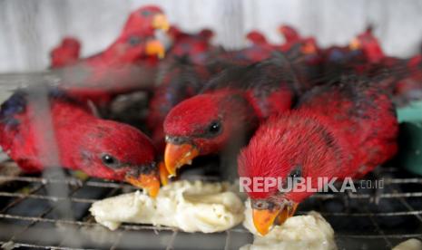 Balai Karantina Gagalkan Penyeludupan 268 Burung Nuri (ilustrasi).