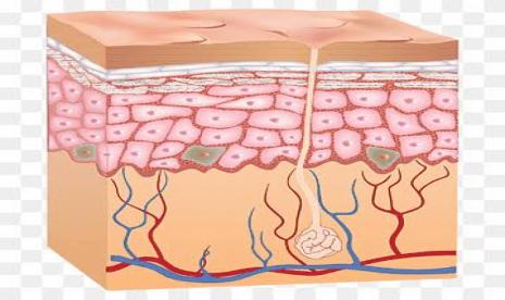 Rahasia Ahli Kulit Sehat dalam Menjaga Kesehatan Kulit