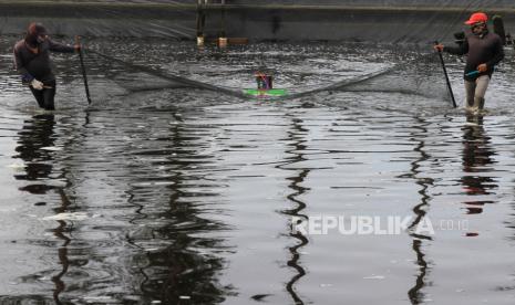  Sumbar Siapkan Instruksi Gubernur Tata Tambak Udang. Foto: Ilustrasi tambak udang