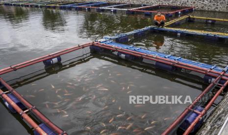 Warga memeriksa keramba budi daya ikan (ilustrasi)