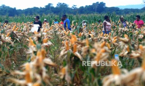 Petani memetik jagung saat panen perdana di kawasan lumbung pangan (food estate) Distrik Mannem, Keerom, Papua. Dewan Pakar TKN Prabowo-Gibran Dradjad Wibowo heran Mahfud MD kritik soal food estate.