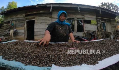 Keluarga transmigran asal Lumajang menjemur biji kopi di halaman depan rumahnya, kawasan Transmigrasi Sungai Bermas, Siulak, Kerinci, Jambi, Minggu (9/8/2020). Pemerintah Provinsi (Pemprov) Jambi meminta petani kopi di daerah itu mempertahankan kualitas komoditas kopi. 