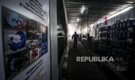 Pengunjung melihat ikan cupang pada Pameran dan Bazaar Cupang di Pasar Gembrong Baru Cipinang, Jakarta, Kamis (5/11). Pameran dan bazaar yang berlangsung hingga Senin (30/11) itu menampilkan beragam jenis ikan cupang (Betta sp) dengan harga jual mulai Rp35 ribu hingga jutaan rupiah. Republika/Putra M. Akbar